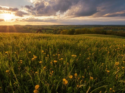 Dennis.stock.adobe.com