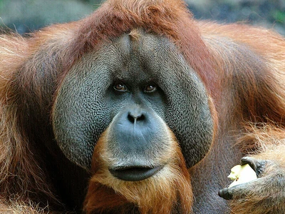 Orang-Utan_Bimbo © Zoo Leipzig GmbH