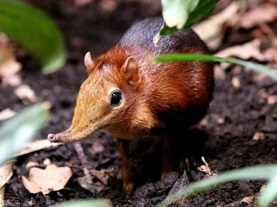 Rotschulter-Ruesselhuendchen © Zoo Leipzig GmbH